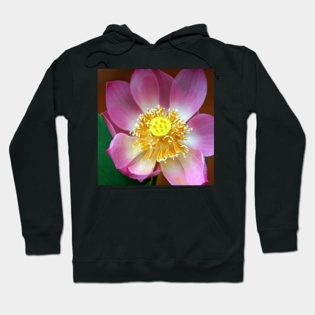 Large Water Lily (Lotus) Flower, Thailand Hoodie by Carole-Anne